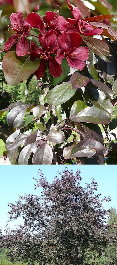 Malus Purpurea-ryhmä 'Royalty', purppuraomenapuu